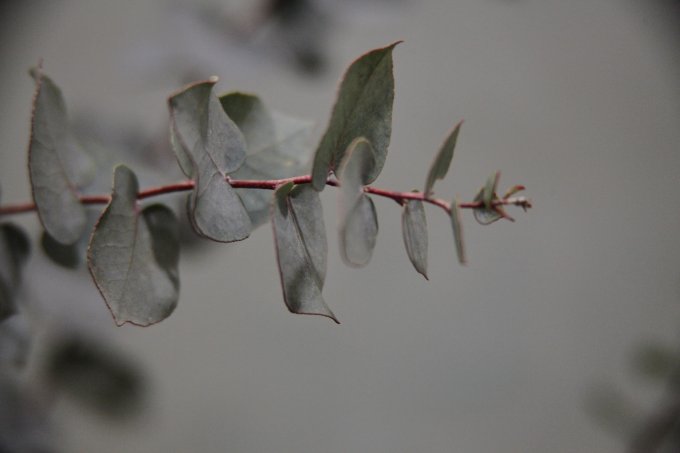 L'eucalyptus